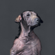 Illustration for article titled Portraits of abandoned dogs before being put down at a shelter